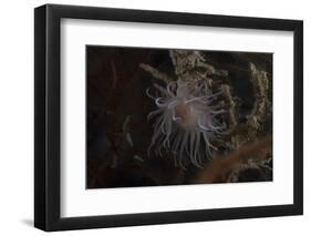 Cup Coral Polyps Hang under a Ledge on a Reef in Fiji-Stocktrek Images-Framed Photographic Print