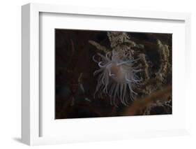 Cup Coral Polyps Hang under a Ledge on a Reef in Fiji-Stocktrek Images-Framed Photographic Print