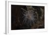 Cup Coral Polyps Hang under a Ledge on a Reef in Fiji-Stocktrek Images-Framed Photographic Print