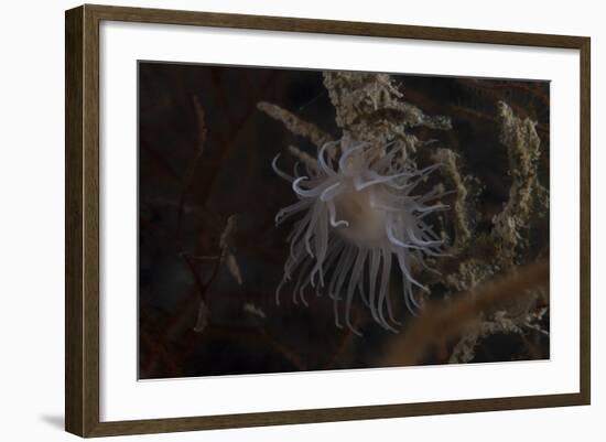 Cup Coral Polyps Hang under a Ledge on a Reef in Fiji-Stocktrek Images-Framed Photographic Print