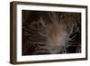 Cup Coral Polyps Hang under a Ledge on a Reef in Fiji-Stocktrek Images-Framed Photographic Print