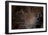 Cup Coral Polyps Hang under a Ledge on a Reef in Fiji-Stocktrek Images-Framed Photographic Print