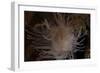 Cup Coral Polyps Hang under a Ledge on a Reef in Fiji-Stocktrek Images-Framed Photographic Print