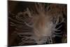 Cup Coral Polyps Hang under a Ledge on a Reef in Fiji-Stocktrek Images-Mounted Photographic Print