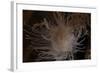 Cup Coral Polyps Hang under a Ledge on a Reef in Fiji-Stocktrek Images-Framed Photographic Print