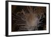 Cup Coral Polyps Hang under a Ledge on a Reef in Fiji-Stocktrek Images-Framed Photographic Print