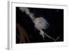 Cup Coral Polyps Hang under a Ledge on a Reef in Fiji-Stocktrek Images-Framed Photographic Print