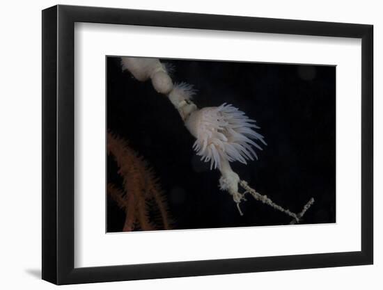 Cup Coral Polyps Hang under a Ledge on a Reef in Fiji-Stocktrek Images-Framed Photographic Print