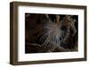 Cup Coral Polyps Hang under a Ledge on a Reef in Fiji-Stocktrek Images-Framed Photographic Print