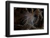 Cup Coral Polyps Hang under a Ledge on a Reef in Fiji-Stocktrek Images-Framed Photographic Print