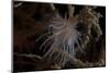 Cup Coral Polyps Hang under a Ledge on a Reef in Fiji-Stocktrek Images-Mounted Photographic Print