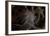 Cup Coral Polyps Hang under a Ledge on a Reef in Fiji-Stocktrek Images-Framed Photographic Print