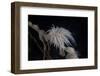 Cup Coral Polyps Hang under a Ledge on a Reef in Fiji-Stocktrek Images-Framed Photographic Print