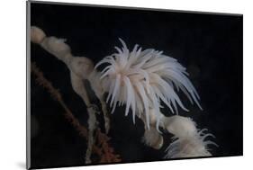 Cup Coral Polyps Hang under a Ledge on a Reef in Fiji-Stocktrek Images-Mounted Photographic Print