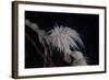 Cup Coral Polyps Hang under a Ledge on a Reef in Fiji-Stocktrek Images-Framed Photographic Print