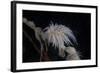 Cup Coral Polyps Hang under a Ledge on a Reef in Fiji-Stocktrek Images-Framed Photographic Print