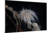 Cup Coral Polyps Hang under a Ledge on a Reef in Fiji-Stocktrek Images-Mounted Photographic Print