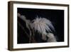 Cup Coral Polyps Hang under a Ledge on a Reef in Fiji-Stocktrek Images-Framed Photographic Print