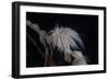 Cup Coral Polyps Hang under a Ledge on a Reef in Fiji-Stocktrek Images-Framed Photographic Print