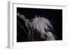 Cup Coral Polyps Hang under a Ledge on a Reef in Fiji-Stocktrek Images-Framed Photographic Print