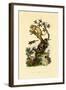 Cup Morel, 1833-39-null-Framed Giclee Print