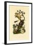 Cup Morel, 1833-39-null-Framed Giclee Print