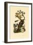 Cup Morel, 1833-39-null-Framed Giclee Print