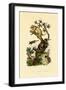 Cup Morel, 1833-39-null-Framed Giclee Print