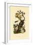 Cup Morel, 1833-39-null-Framed Giclee Print