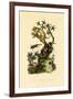 Cup Morel, 1833-39-null-Framed Giclee Print