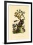 Cup Morel, 1833-39-null-Framed Giclee Print