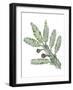 Cupressaceae Leaves and Cones of Redwood Sequoia Sempervirens-null-Framed Giclee Print