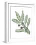 Cupressaceae Leaves and Cones of Redwood Sequoia Sempervirens-null-Framed Giclee Print