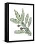 Cupressaceae Leaves and Cones of Redwood Sequoia Sempervirens-null-Framed Stretched Canvas