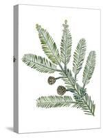 Cupressaceae Leaves and Cones of Redwood Sequoia Sempervirens-null-Stretched Canvas