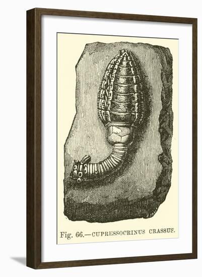 Cupressocrinus Crassus-null-Framed Giclee Print