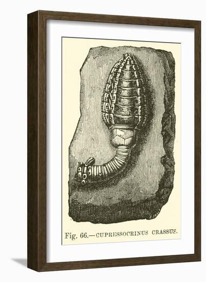 Cupressocrinus Crassus-null-Framed Giclee Print