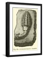 Cupressocrinus Crassus-null-Framed Giclee Print