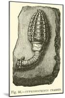 Cupressocrinus Crassus-null-Mounted Giclee Print