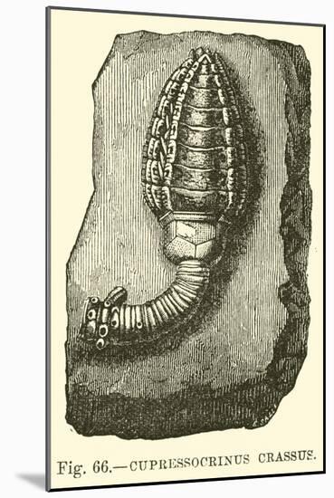 Cupressocrinus Crassus-null-Mounted Giclee Print