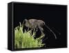 Curculio Elephas (Chestnut Weevil)-Paul Starosta-Framed Stretched Canvas