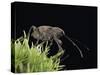 Curculio Elephas (Chestnut Weevil)-Paul Starosta-Stretched Canvas