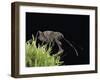 Curculio Elephas (Chestnut Weevil)-Paul Starosta-Framed Photographic Print