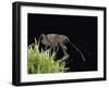 Curculio Elephas (Chestnut Weevil)-Paul Starosta-Framed Photographic Print