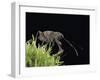 Curculio Elephas (Chestnut Weevil)-Paul Starosta-Framed Photographic Print