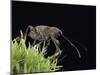 Curculio Elephas (Chestnut Weevil)-Paul Starosta-Mounted Photographic Print