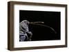 Curculio Elephas (Chestnut Weevil)-Paul Starosta-Framed Photographic Print
