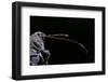 Curculio Elephas (Chestnut Weevil)-Paul Starosta-Framed Photographic Print