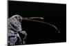 Curculio Elephas (Chestnut Weevil)-Paul Starosta-Mounted Photographic Print