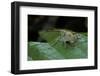 Curculio Elephas (Chestnut Weevil)-Paul Starosta-Framed Photographic Print